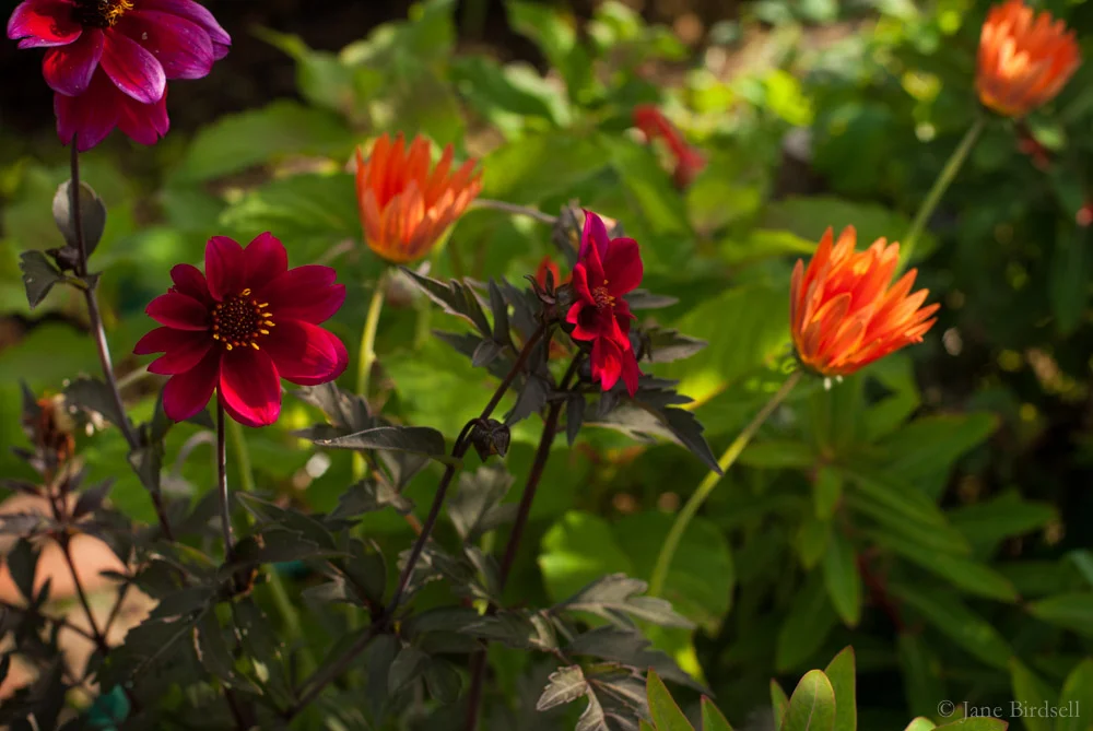 Dahlia and arctotis in pots on the patio
