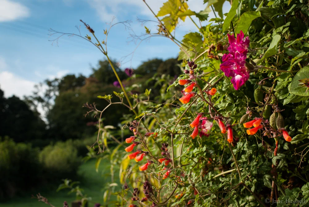 Tangle of Chilean glory vine and magenta double morning glory