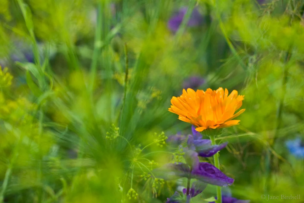Orange marigold in the big basket