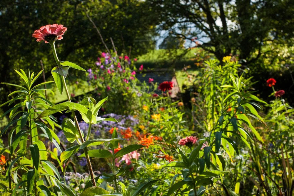 Looking across the exotic meadow bed