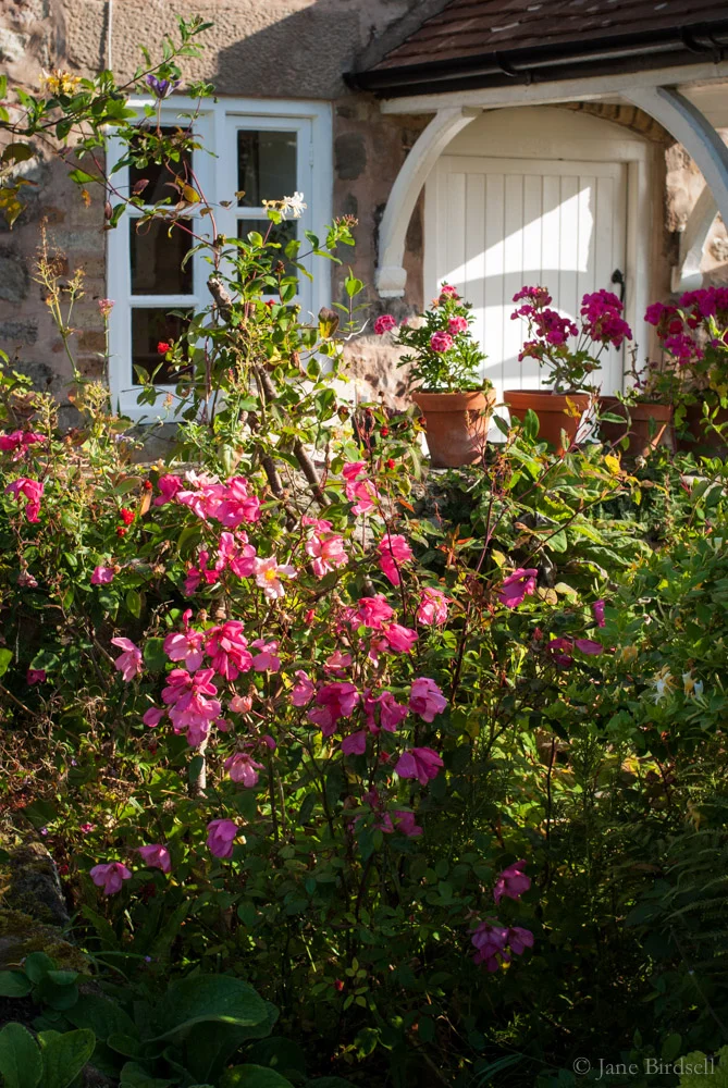 Front porch with Rosa x odorata ‘Mutabilis'