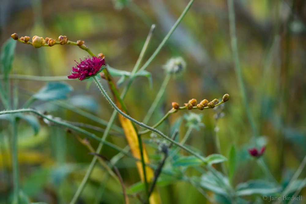 Late knautia in the orchard bed, November