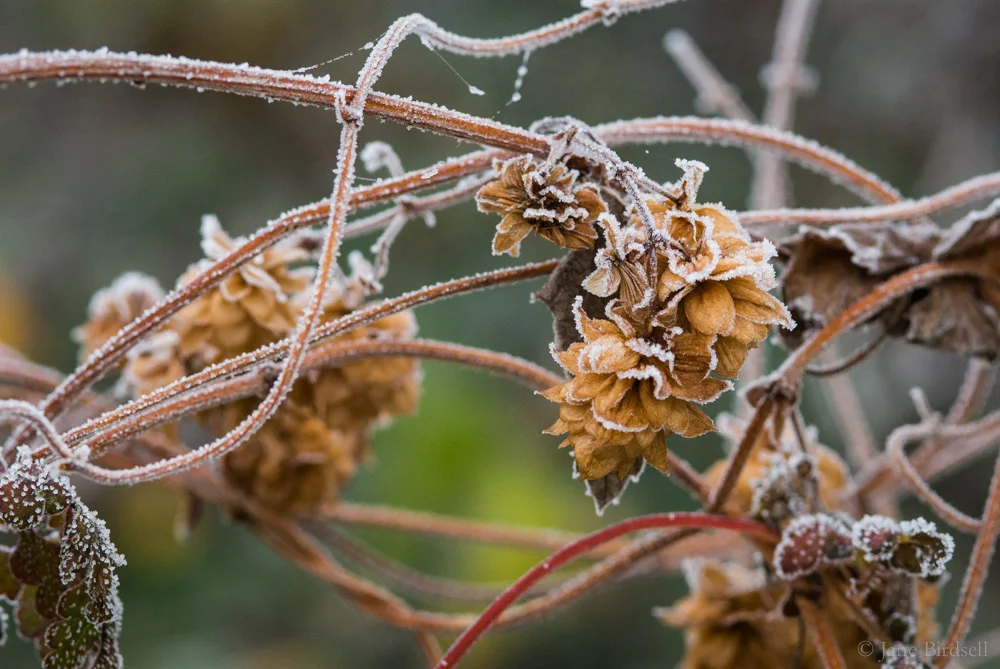 Frosted hop flowers