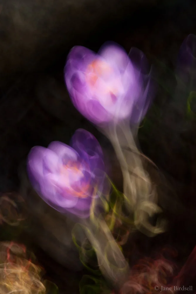 Crocus torches
