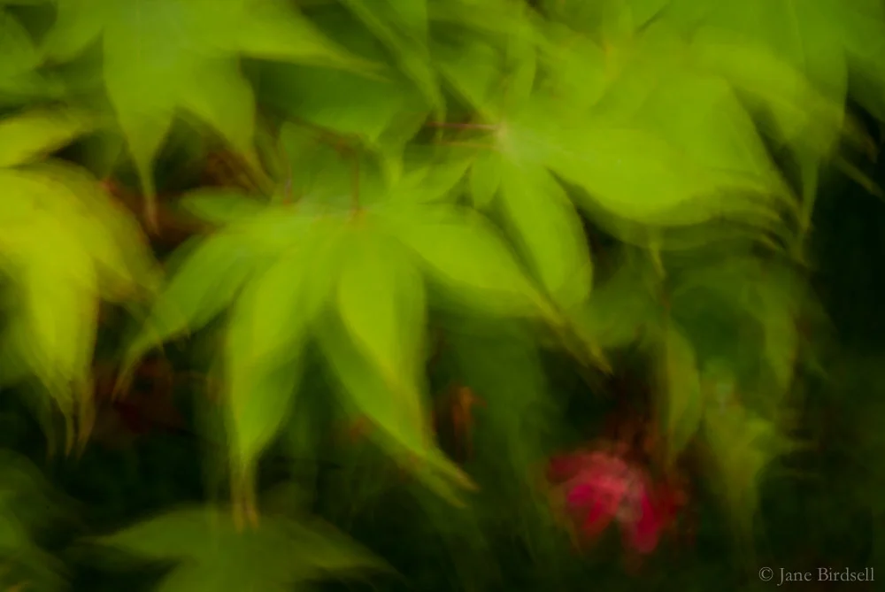Maple dance