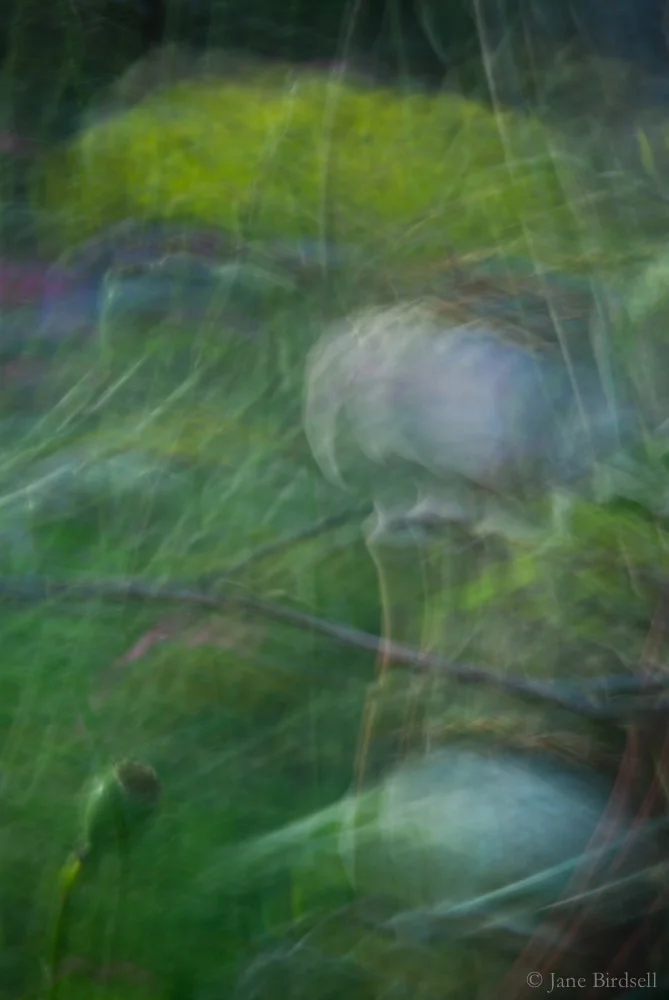 Ghost poppies
