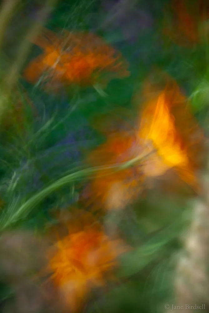 Dancing marigolds