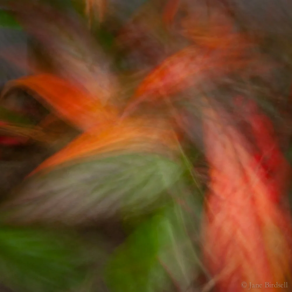 November leaves