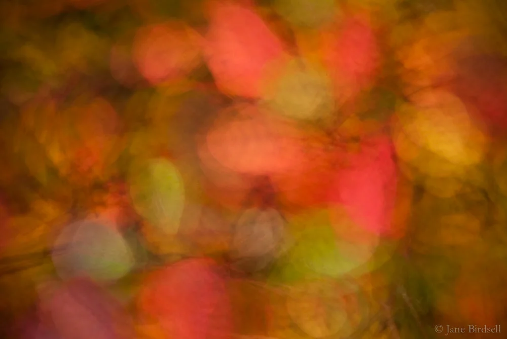 November blaze