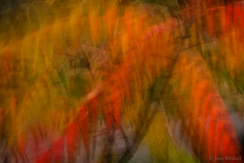 Rhus feathers 2
