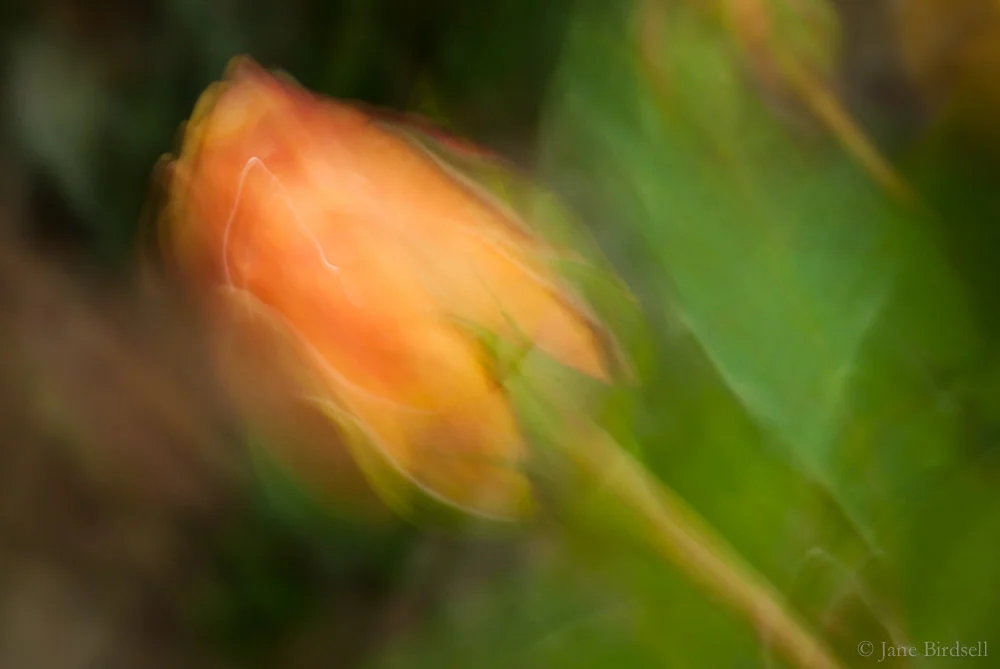 Rosebud