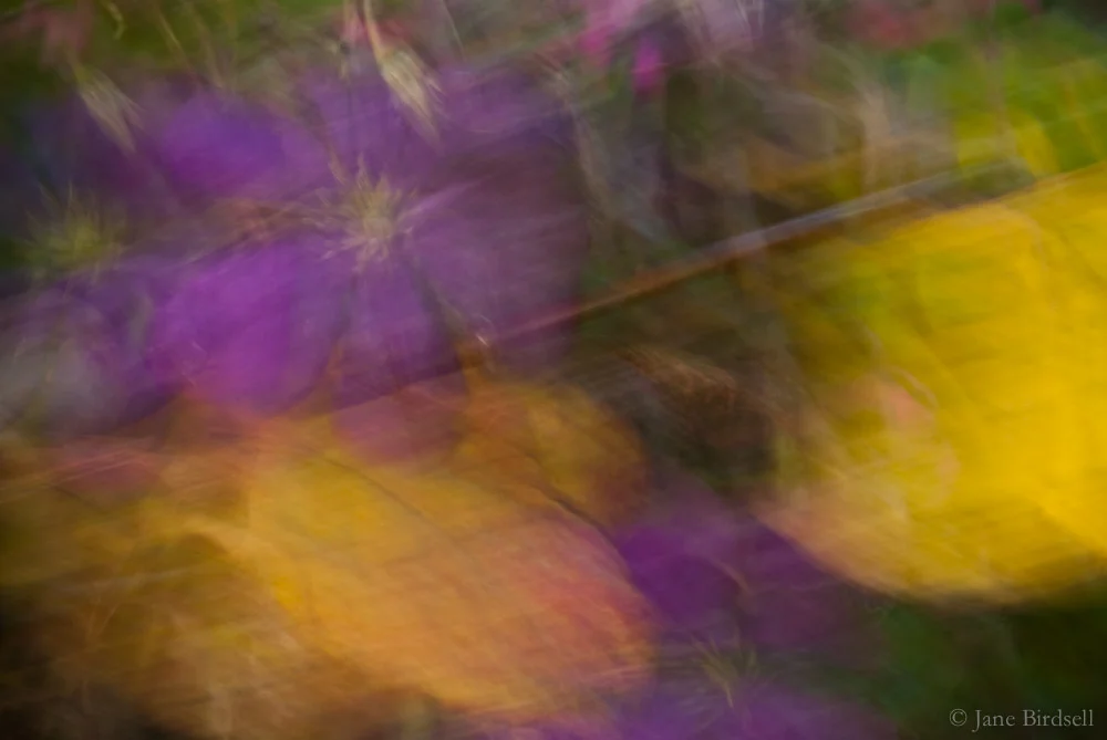 Autumn clematis