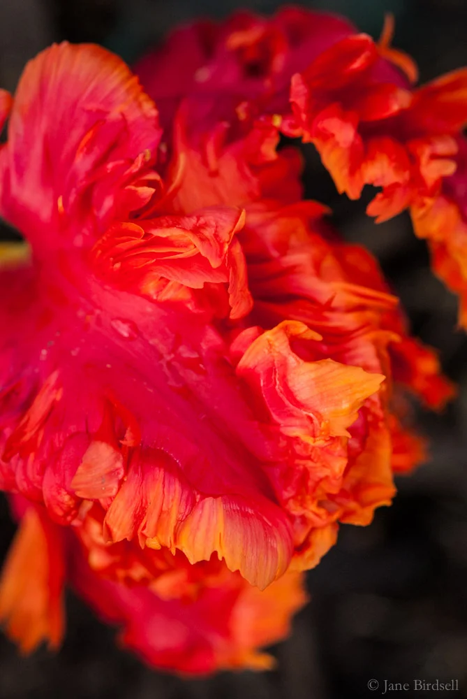 Parrot tulip study