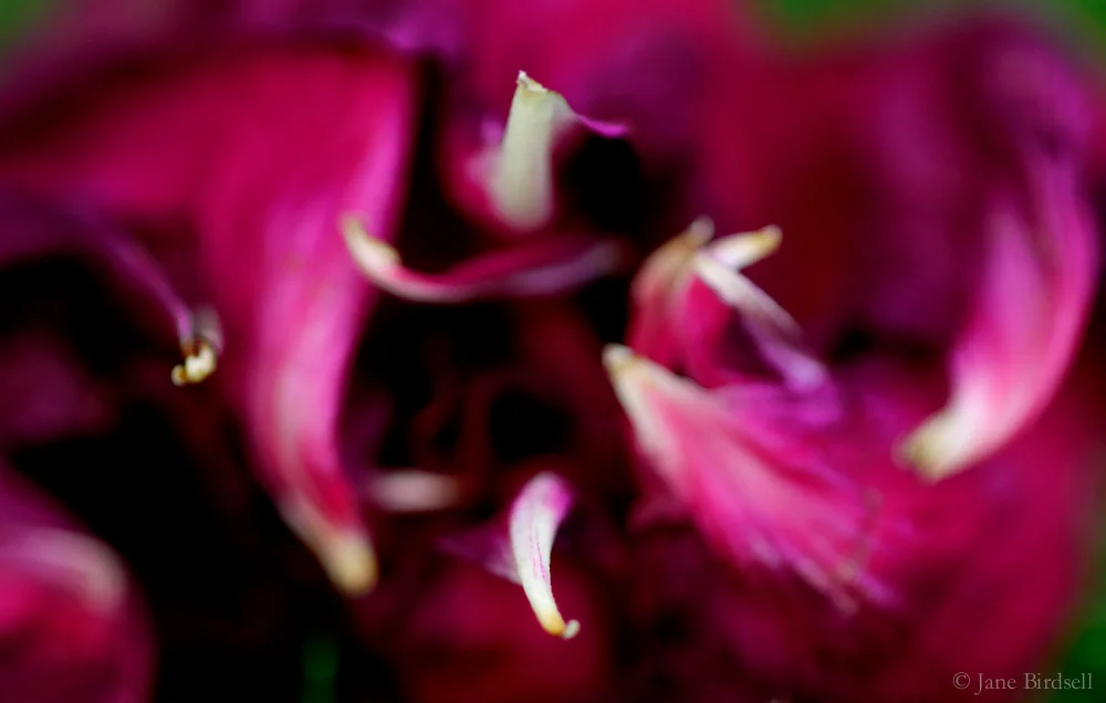 Rose dance