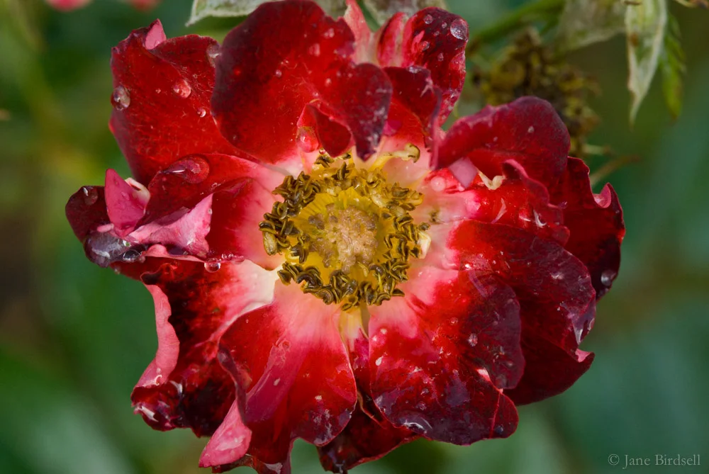 Rosa ‘Biddulph Grange'