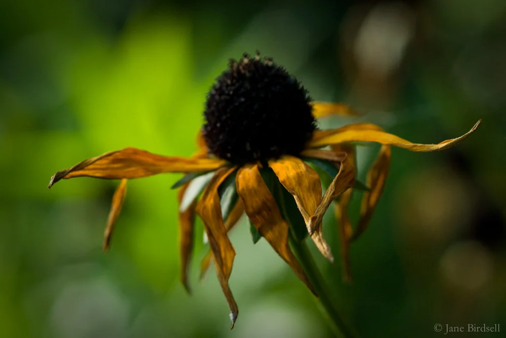 Fading rudbeckia