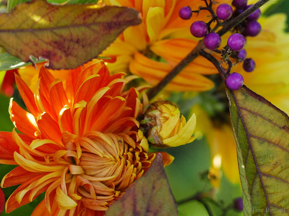 Chrysanthemum with callicarpa berries, November