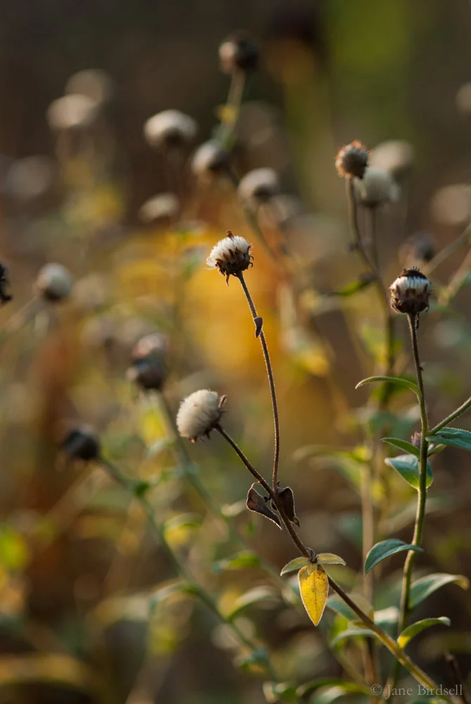 Michaelmas daisies gone to seed