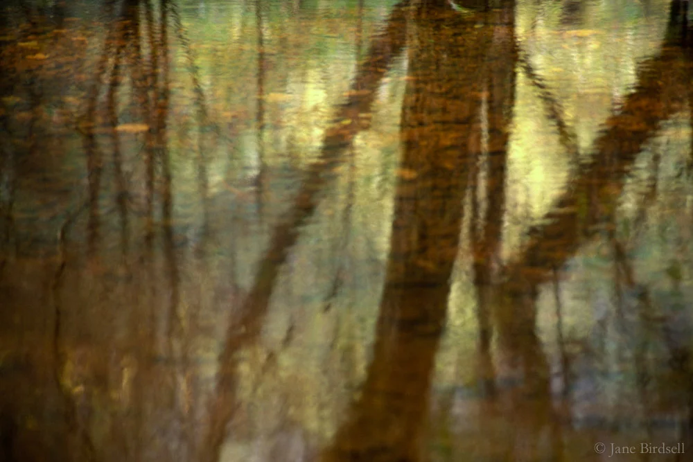Slow-moving stream 2, Lake Vyrnwy, October