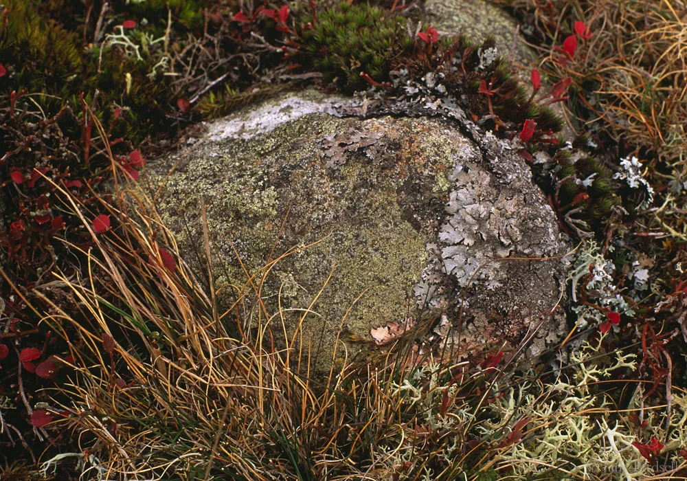 Small boulder, Stapeley Hill