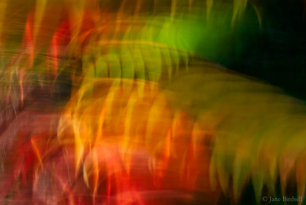 Rhus feathers 1: £75 (A3)