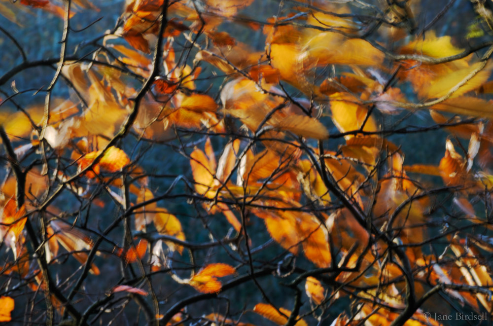 Wind in beech tree: £45 (A4)