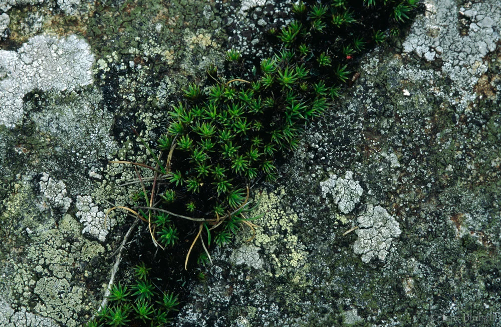 Moss, lichen, stone: £75 (A3)