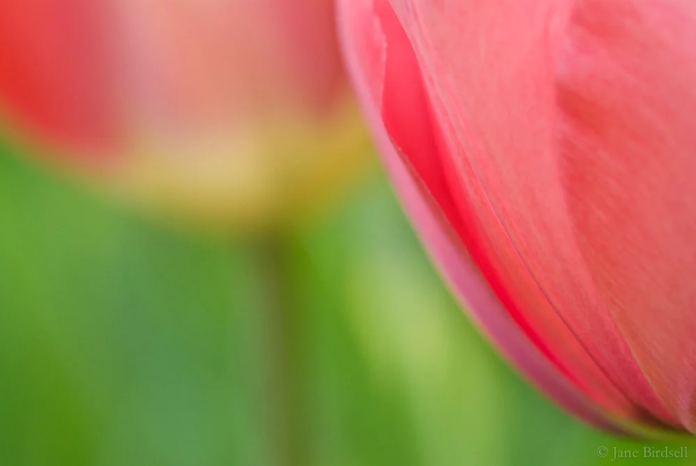 Melting tulips: £45 (A4)