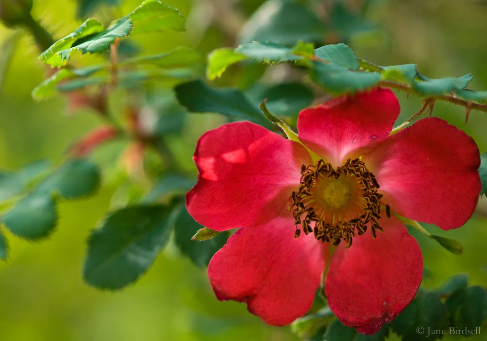 Rosa moyesii: £75 (A3) or £45 (A4)