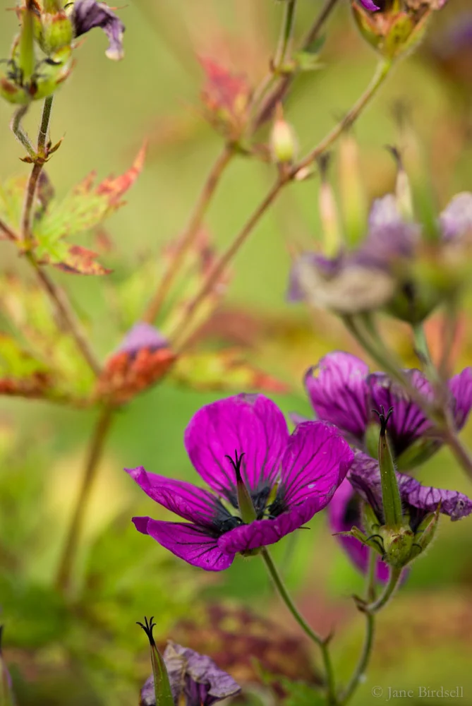 Geranium ‘Ann Folkard': £45 (A4)