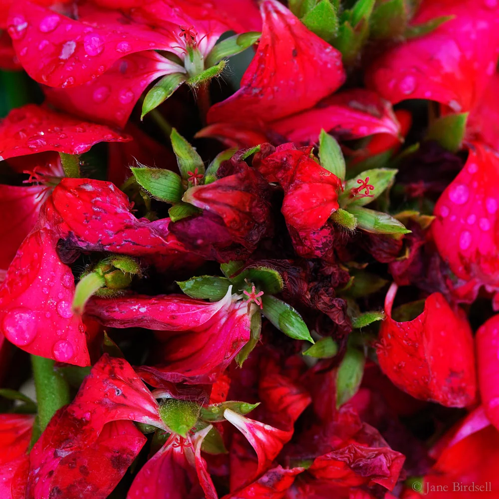 Pelargonium stars: £75 (A3)