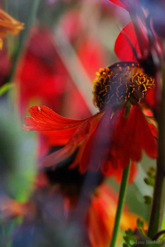 Helenium hiding: £75 (A3)