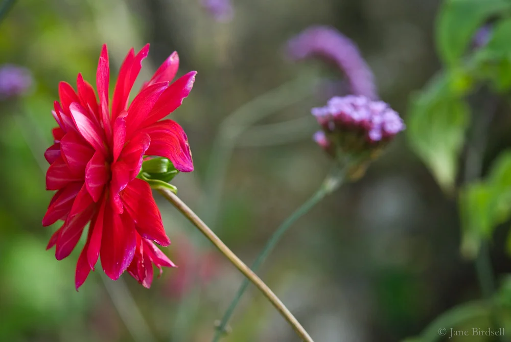 Dahlia x Verbena