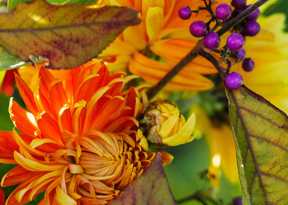 Chrysanthemum with callicarpa berries, November