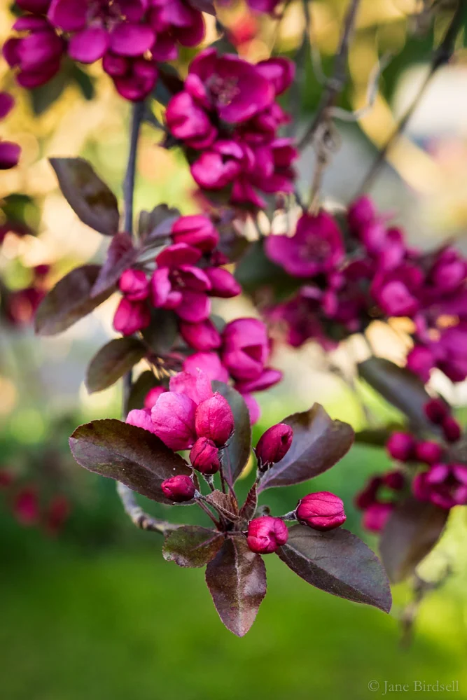 ornamental cherry
