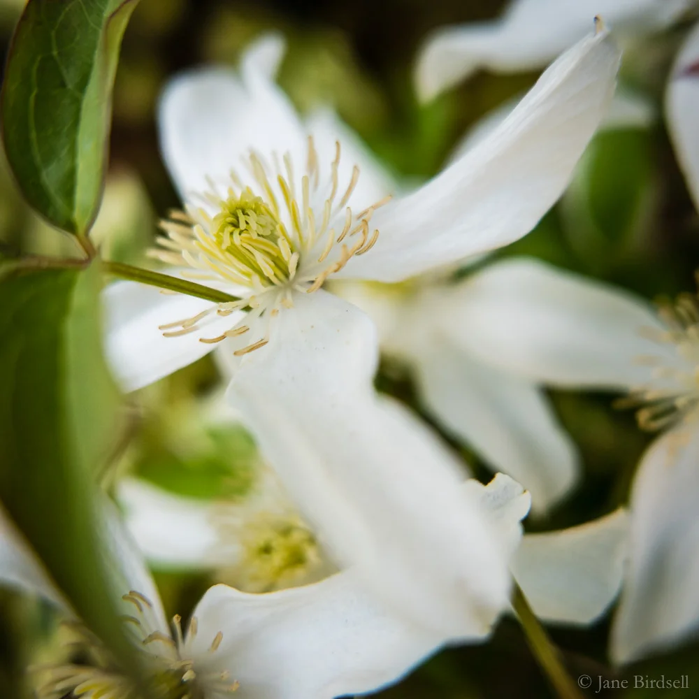 Clematis montana (white)