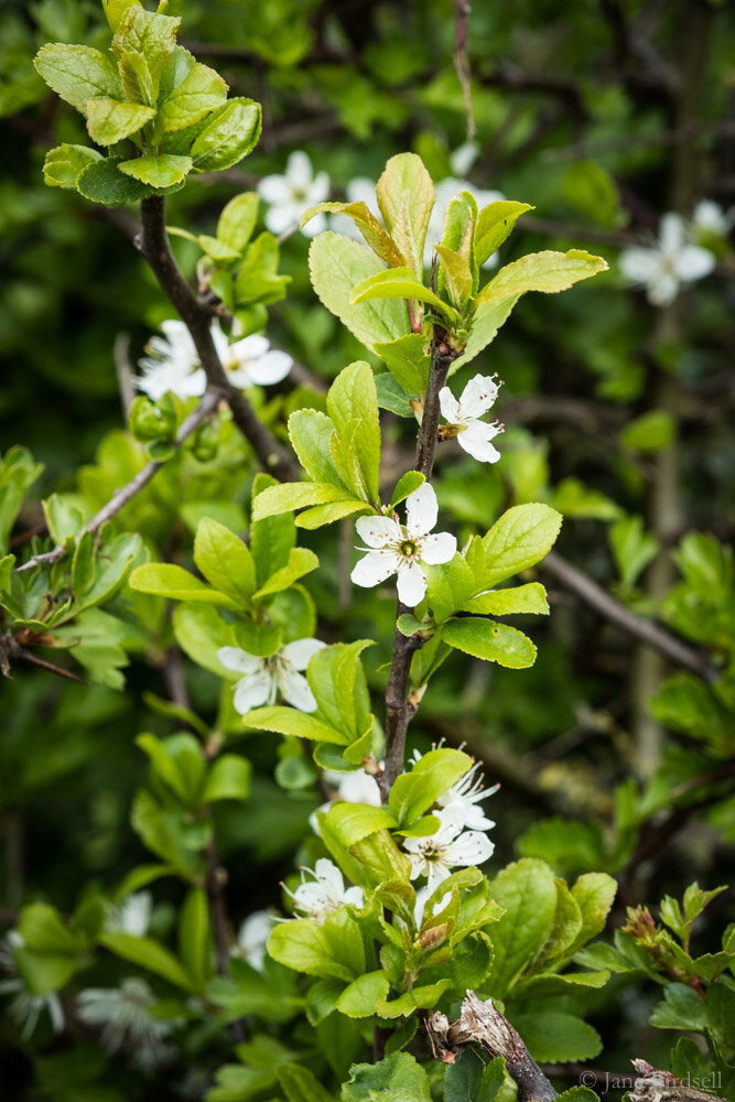  Blackthorn flowers in the hedge 