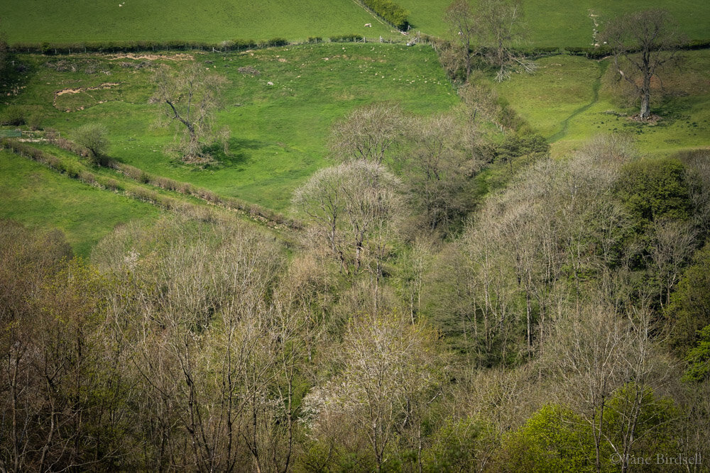  View from Candy Wood towards Cynynion 