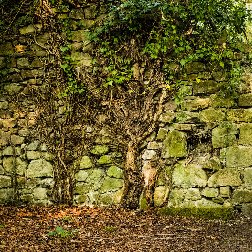 Ivy trees, Llanforda Hall