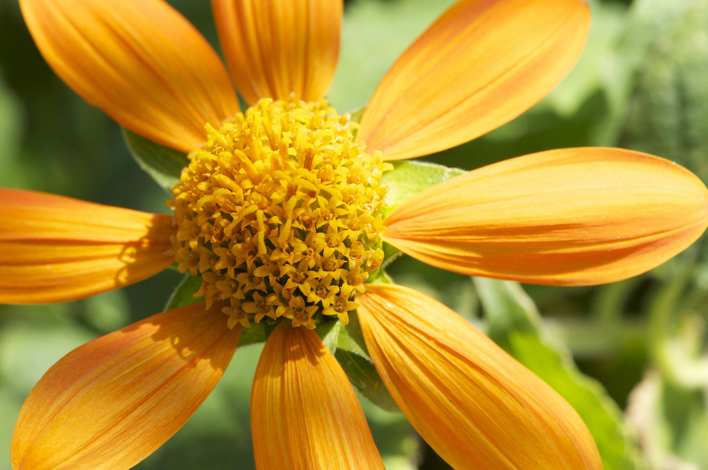 Flower, NY Botanical Gardens.