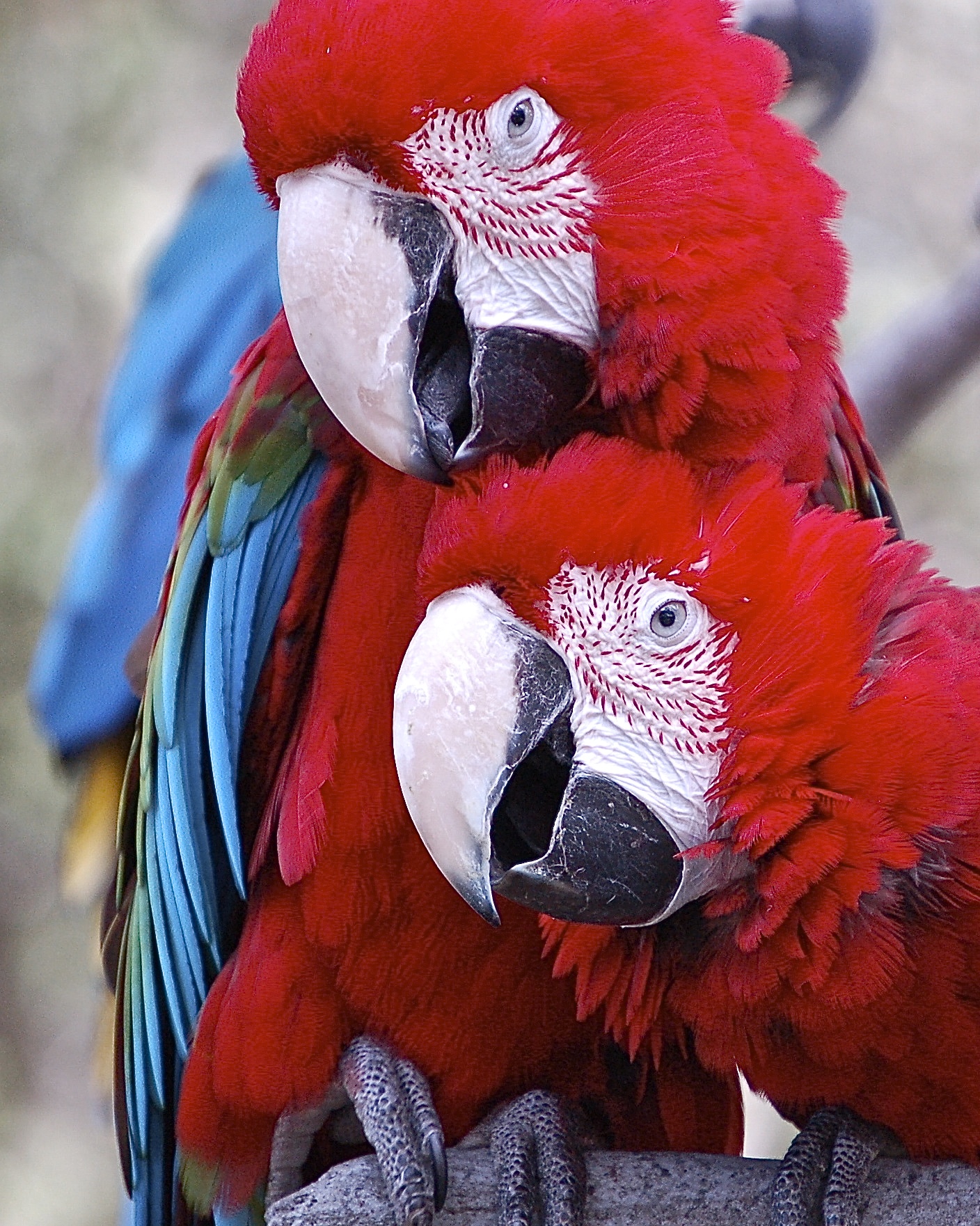 Parrots.