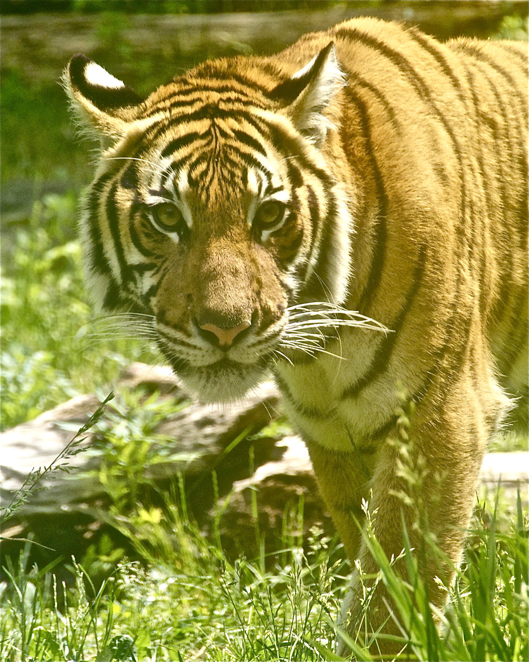 The Bronx Zoo.