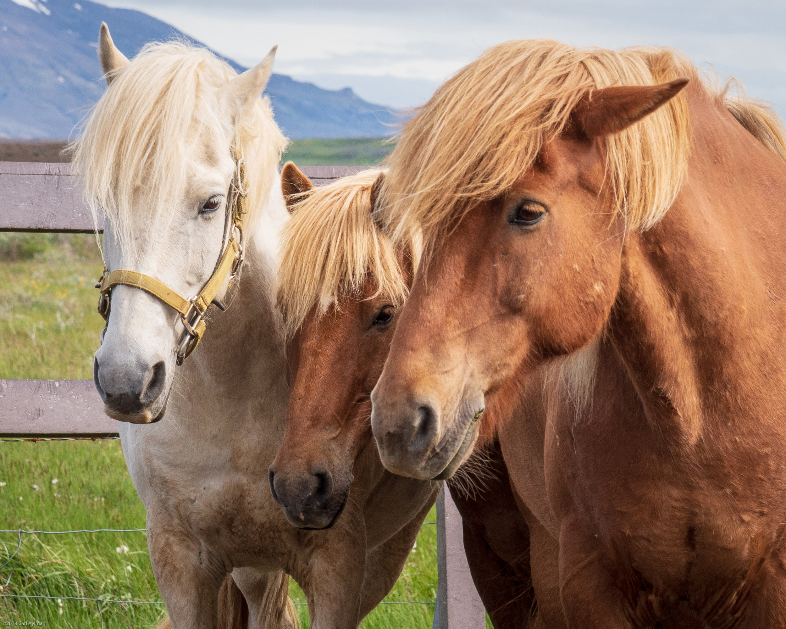 Icelandic Horses.