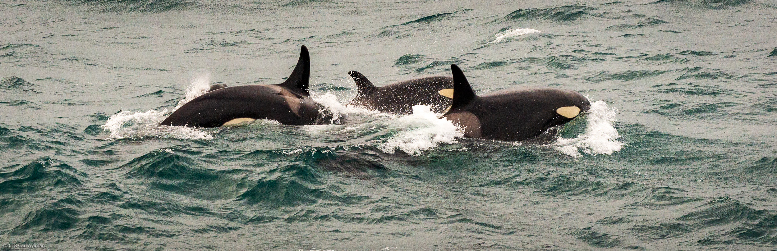 Orca Whales.