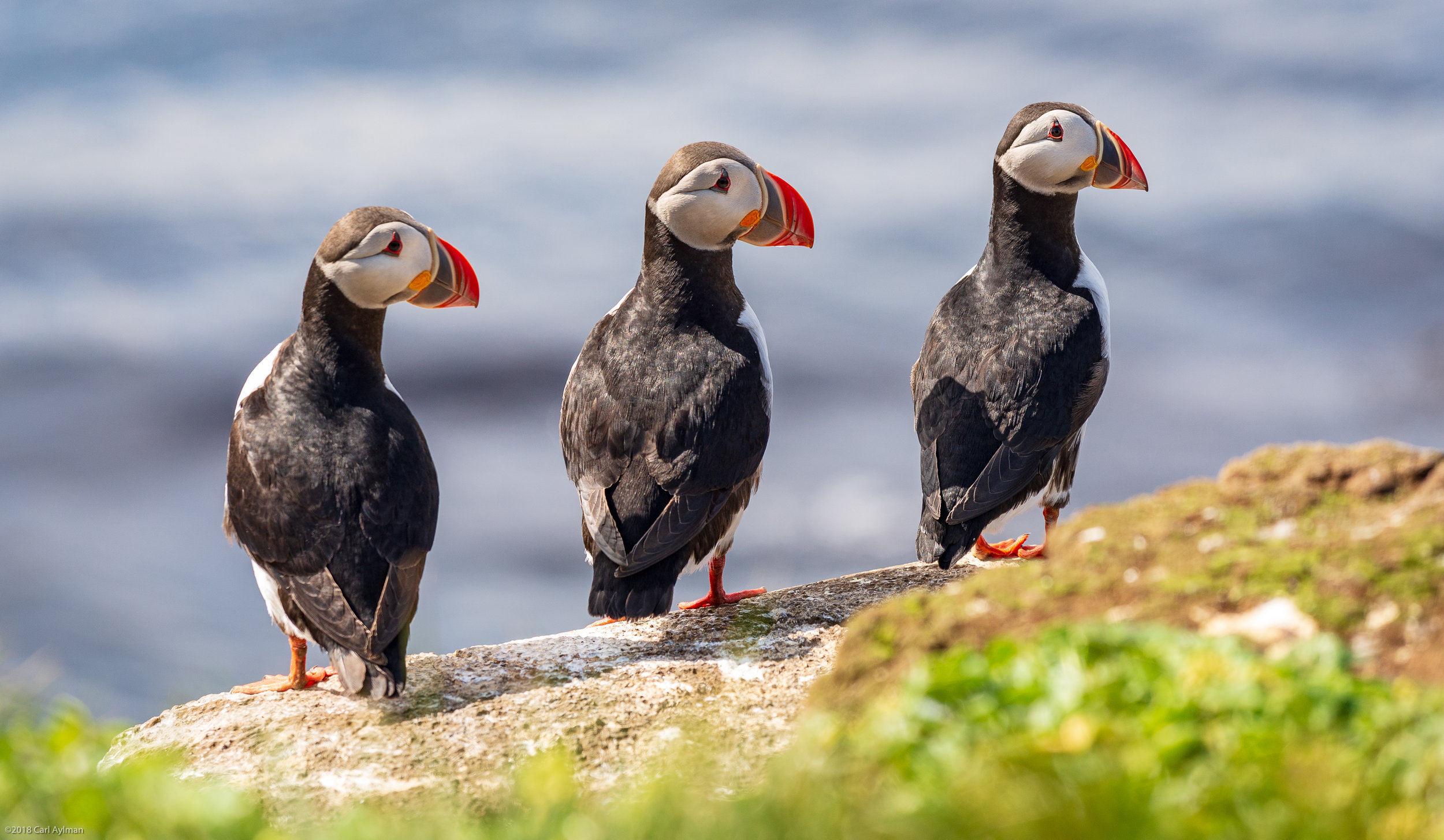 Puffins of Iceland