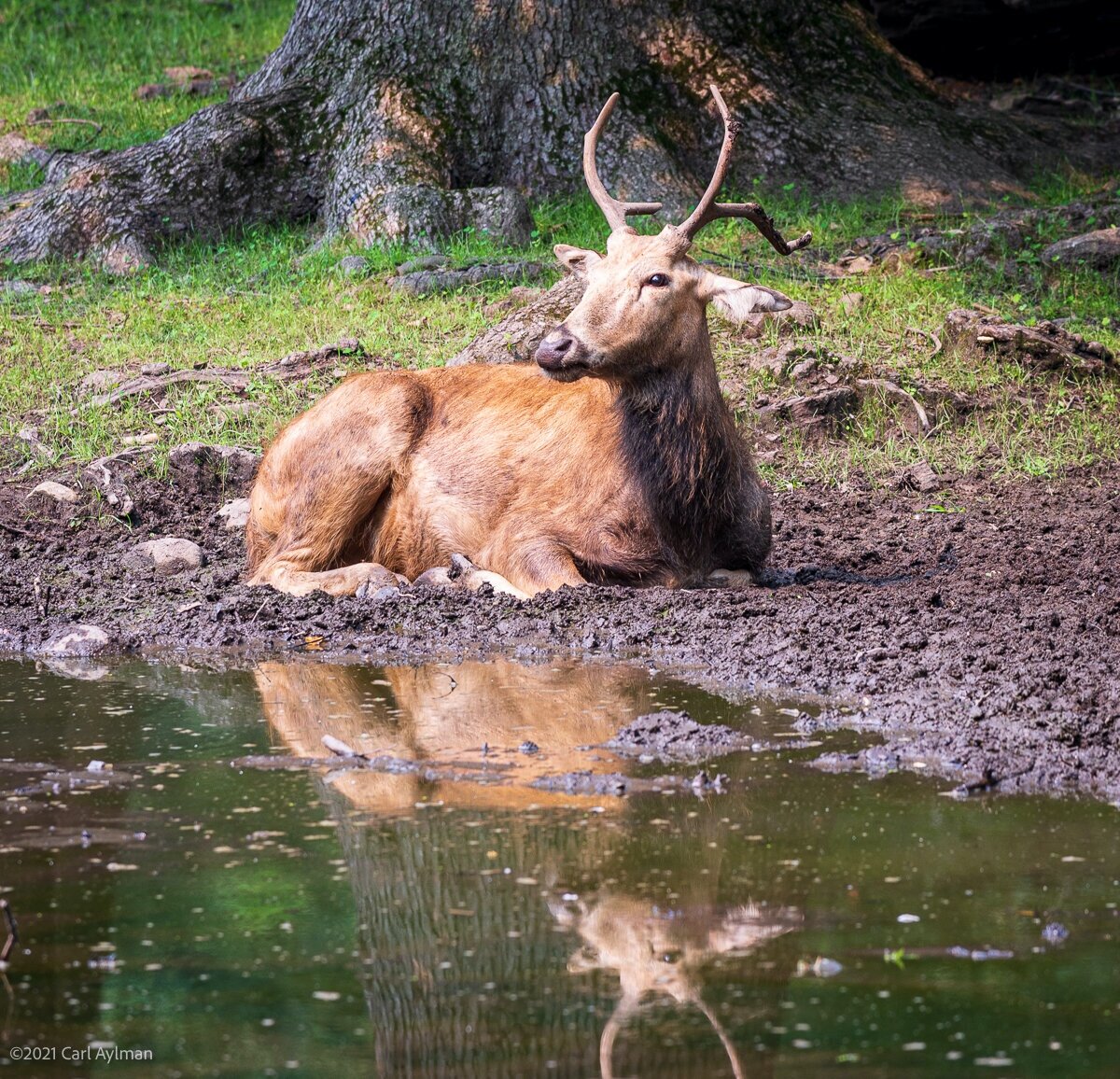 The Bronx Zoo