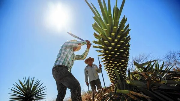 Distilling mescal is a father-to-son tradition in Mexico