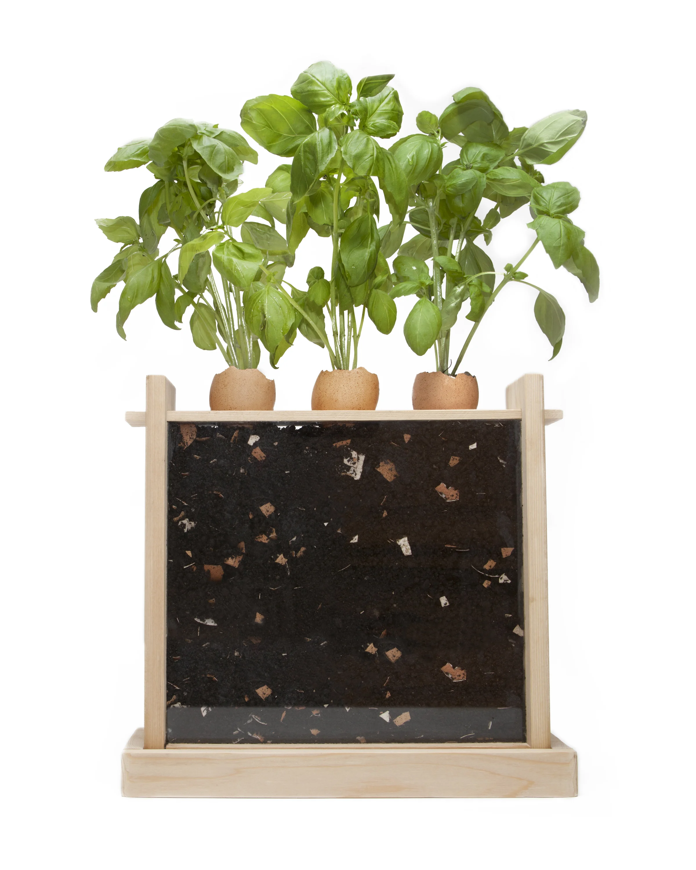 green eggs basil.jpg