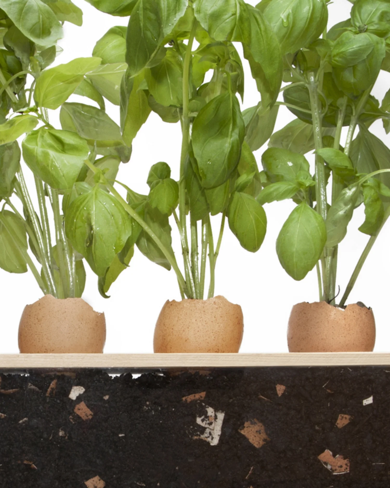 green eggs basil.jpg