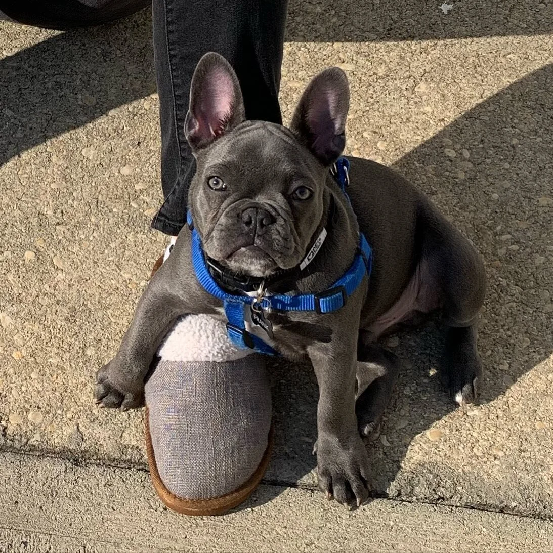 Meet Frankie (aka Hoagie). This little guy is so funny, smart, cheeky, tough and loving. We are so lucky to have him join our motley crew. #frenchie #puppy #frenchbulldog